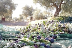 konos_olive_harvest_2019
